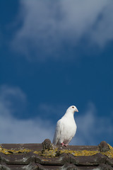 weisse taube sitzt auf einem dach