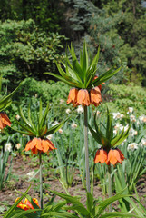 The Imperial fritillary (Fritillaria imperialis cv.)