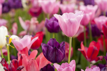 Beautiful colored tulips in garden