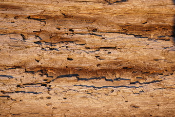texture background wooden planks eaten by wood worm, woodworm track 