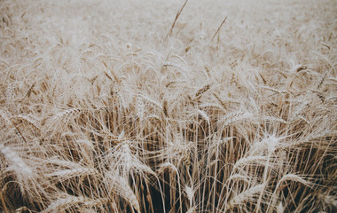 Wheat summer field.