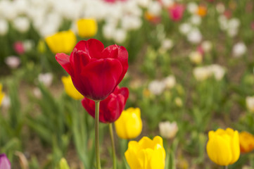 Red tulips with yellow tulips