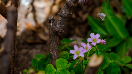 Nature Coletcion