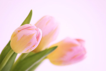 three pink tulips with orange veins close-up on a white background.