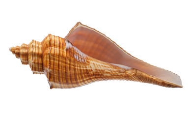 Seashell isolated on white background