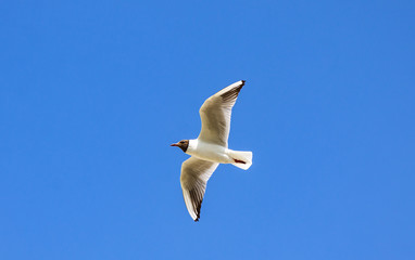 Silver seagull in flight against a blue sky background