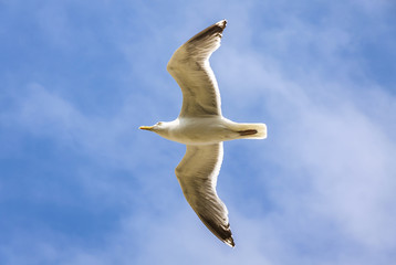 Silver seagull in flight against a blue sky background