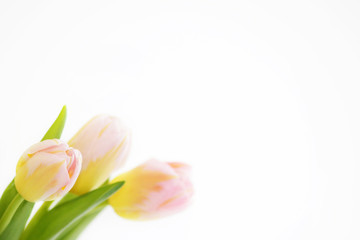 Fototapeta premium three pink tulips with orange veins close-up on a white background.