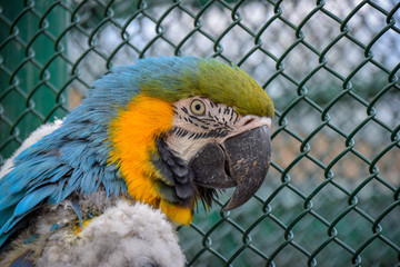 Papagei, Psittaciformes, Aviär, Ara, Wellensitich, zaun