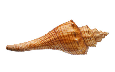Seashell isolated on white background