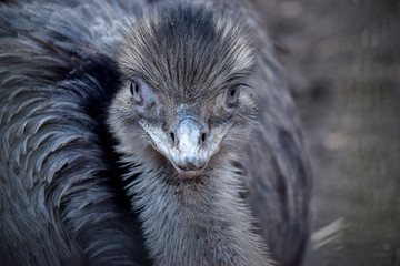 Portrait eines Strauß, Emu, Nandu, Federn