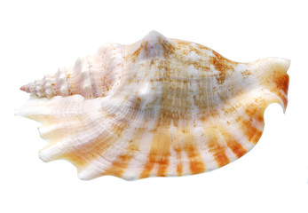 Seashell isolated on white background