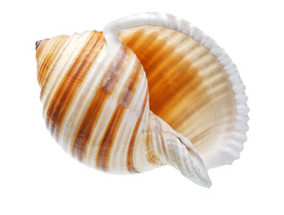 Seashell isolated on white background
