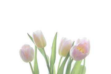 translucent five pink tulips with orange veins on a white background.