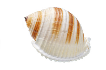 Seashell isolated on white background