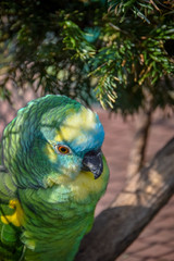 Wellensittich, Melopsittacus undulatus, Vogel, Papagei, Schnabel, Frei, Natur, Stolz