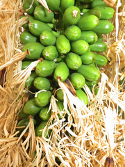 Drachenbaum-Agave (Agave attenuata), Schwanenhals-Agave