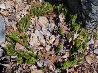 Running Clubmoss growing in a circle