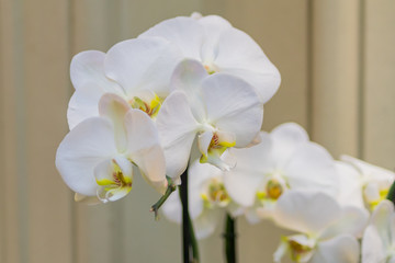 Fototapeta na wymiar closeup of of white blooming phalaenopsis orchid, exotic flower