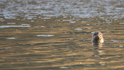 Curious seal in Iceland
