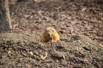 Cynomys ludovicianus, Präriehund, Tier, Frei, Buddelt ein Loch, Dreck, Erde, Fell, schauen, Fressen