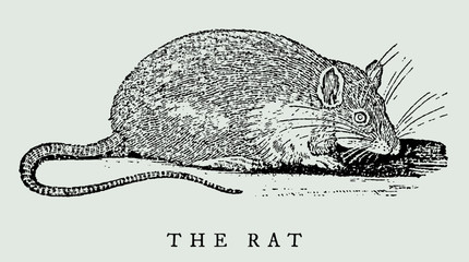 The rat in side view, after antique woodcut engraving from 17th century