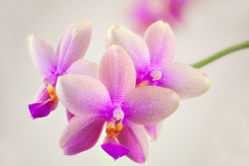 Naklejka na ściany i meble Beautiful rare orchid in pot on white background