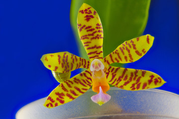 Beautiful rare orchid in pot on  blue background