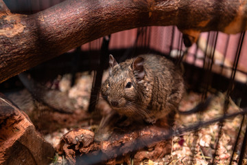 beautiful Chilean squirrel in a cage
