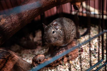 Naklejka na ściany i meble beautiful Chilean squirrel in a cage