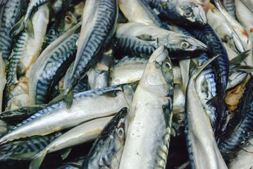 Mackerel on sale in a market