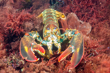 American Lobster Centered