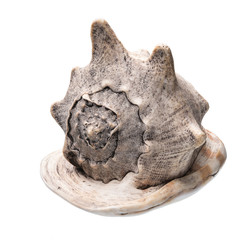 Seashell isolated on white background