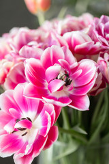 Tulips of pink and white color opened. Big buds of multicoloured tulips. Floral natural backdrop. Bicolour tulips filled picture. Unusual flowers, unlike the others. Shallow focus.