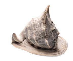 Seashell isolated on white background