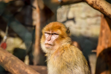 Berberaffe, Macaca sylvanus - Barbary macaque, schauen