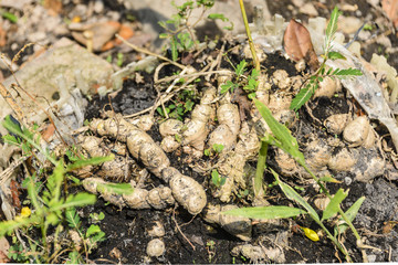 Tapoica root, a starchy tuber which can be eaten raw to provide carbohydrates, growing in Vietnam