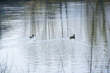 two dugs on the water part two