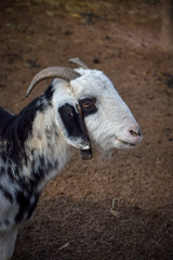Ziege, Ziegenbock im Gatter, Profil 