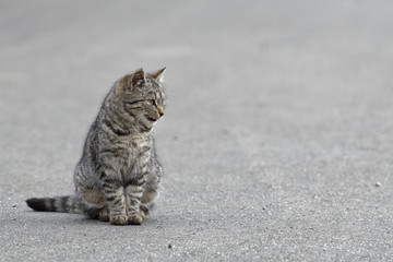 Portrait of shaggy cat on a asphalt road