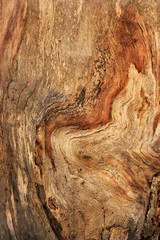 Obraz premium Gnarled tree closeup texture