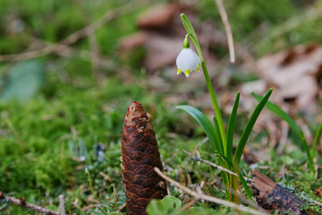 Beautiful blooming of White spring snowflake flowers