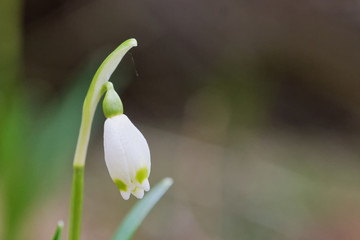 Fototapeta premium Beautiful blooming of White spring snowflake flowers