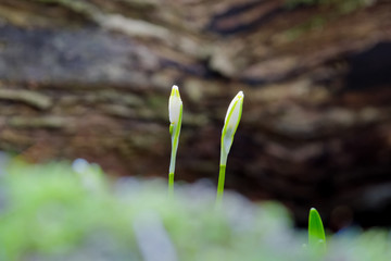 Beautiful blooming of White spring snowflake flowers