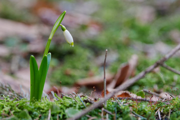 Beautiful blooming of White spring snowflake flowers