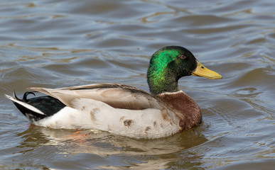 Duck swimming in the pond