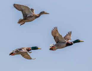 Ducks flying in formation