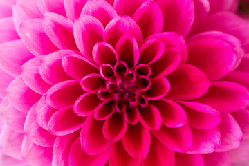 Macro shot of pink dahlia