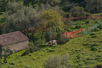 Trees of the Aspromonte mountains
