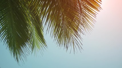 Coconut Palm Leaves Swaying in a Breeze in the Maldives
